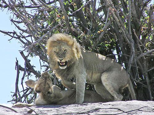 lion mating 2
