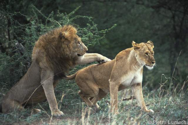 lion mating serengeti 1 tanzania 2002