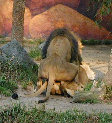 lionmating