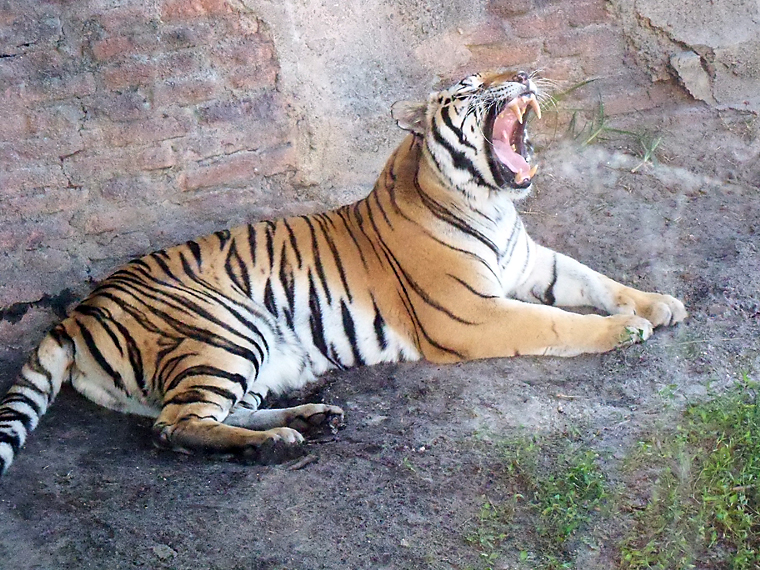 Tiger_Yawning_by_jgartland13.jpg