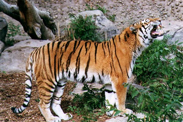 tiger11.jpg