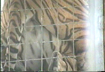 tigers_mating_closeup.jpg
